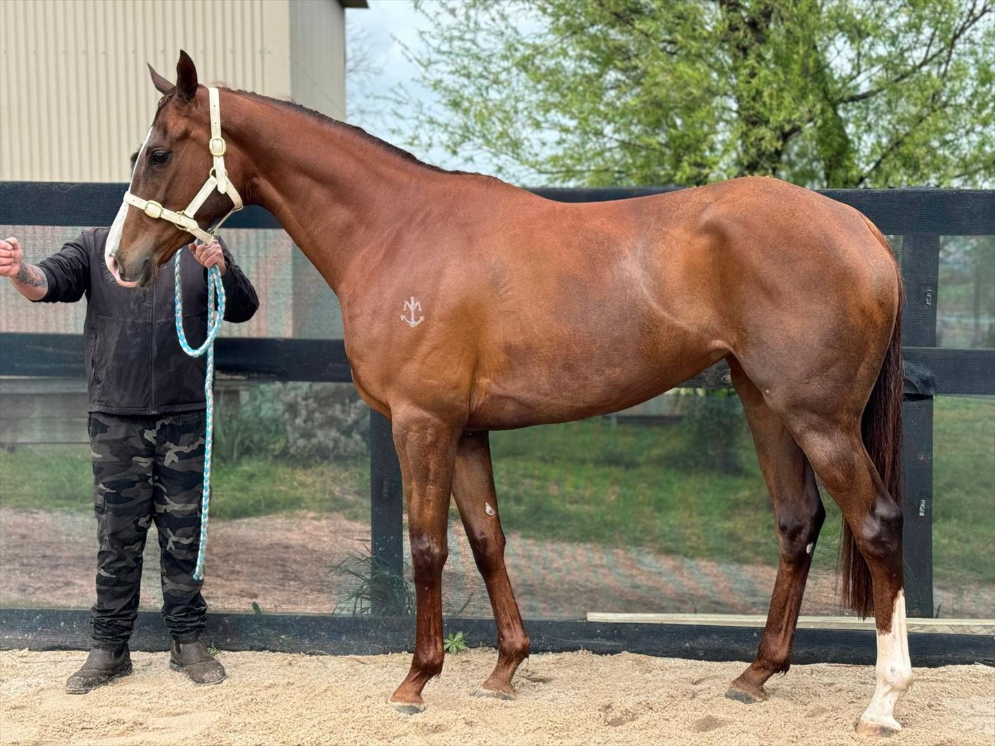 2024 SEPTEMBER (Late) Online Sale | Inglis Digital Online Auctions